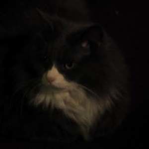 Meet your Posher, Orin